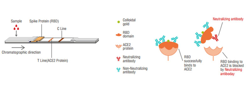 2019-nCoV Neutralization Antibody Principio